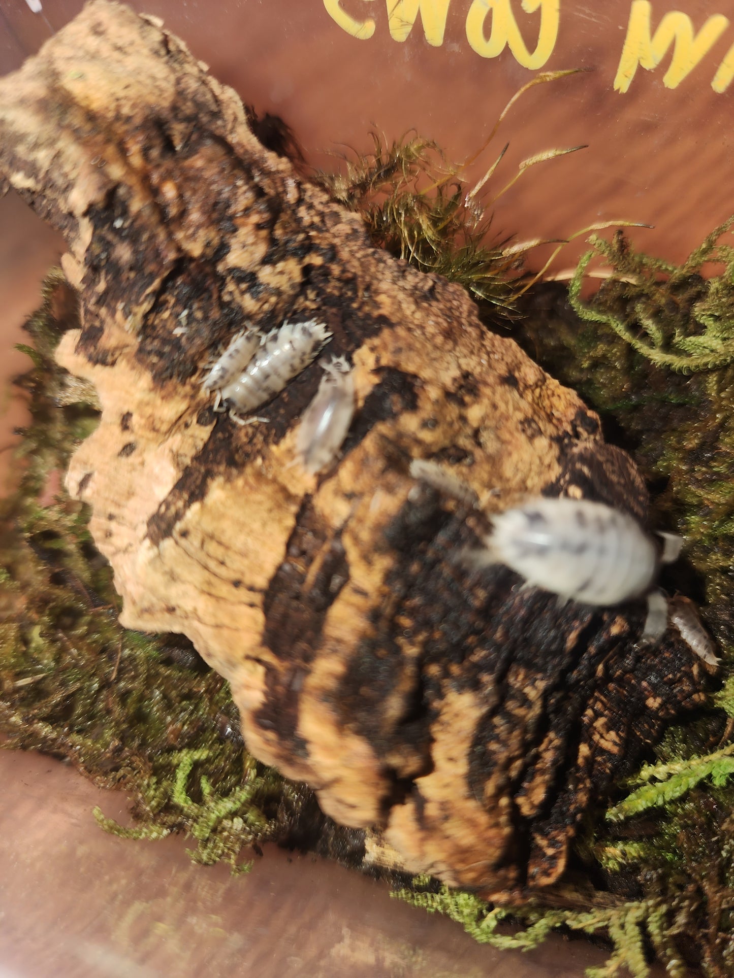 Isopods (several species)