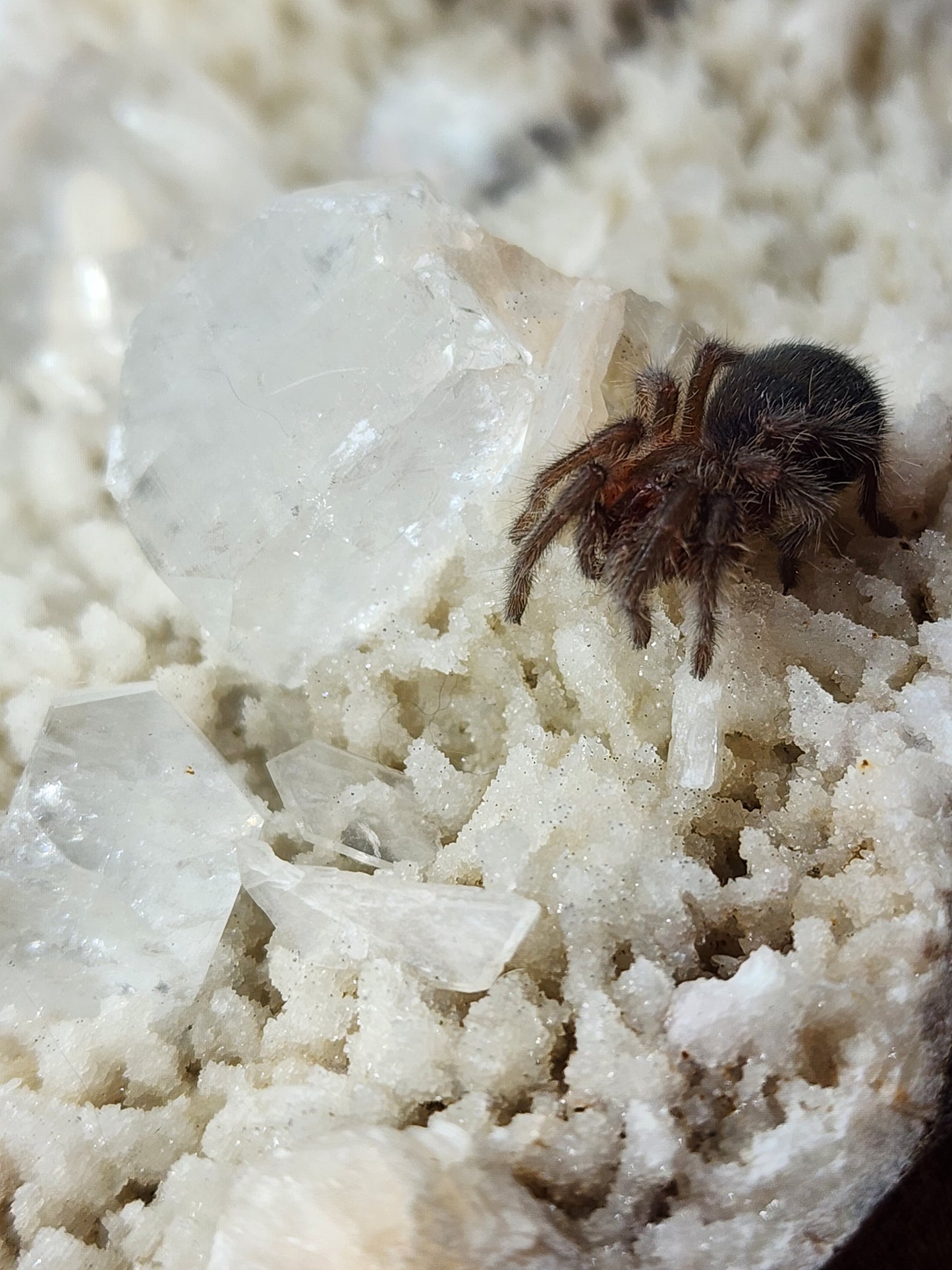 Grammostola quirogai (Uruguayan Black Beauty 1-2"