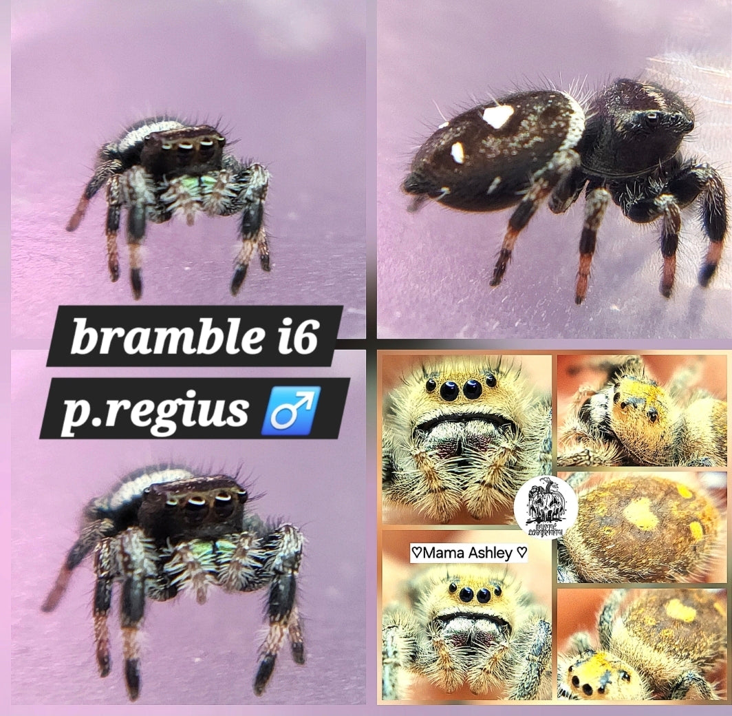 Bramble