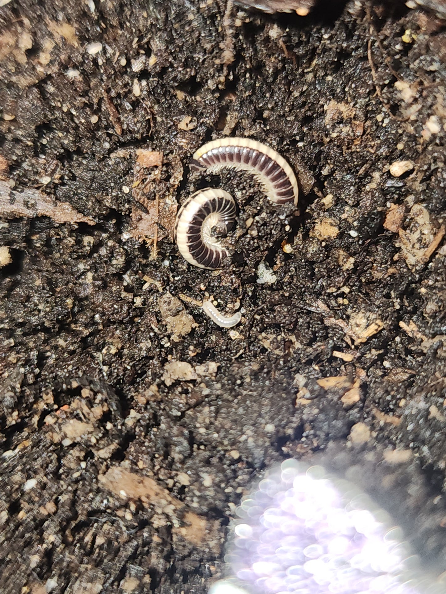 Isopods (several species)