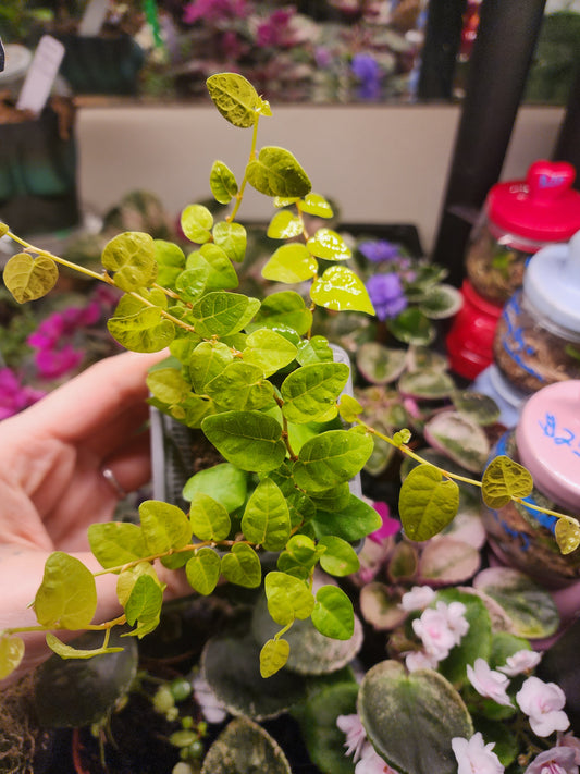 Creeping fig