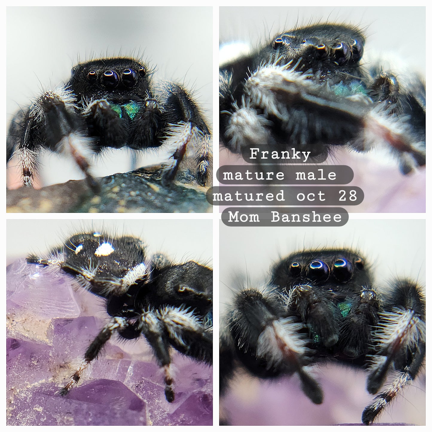 Franky - P.regius