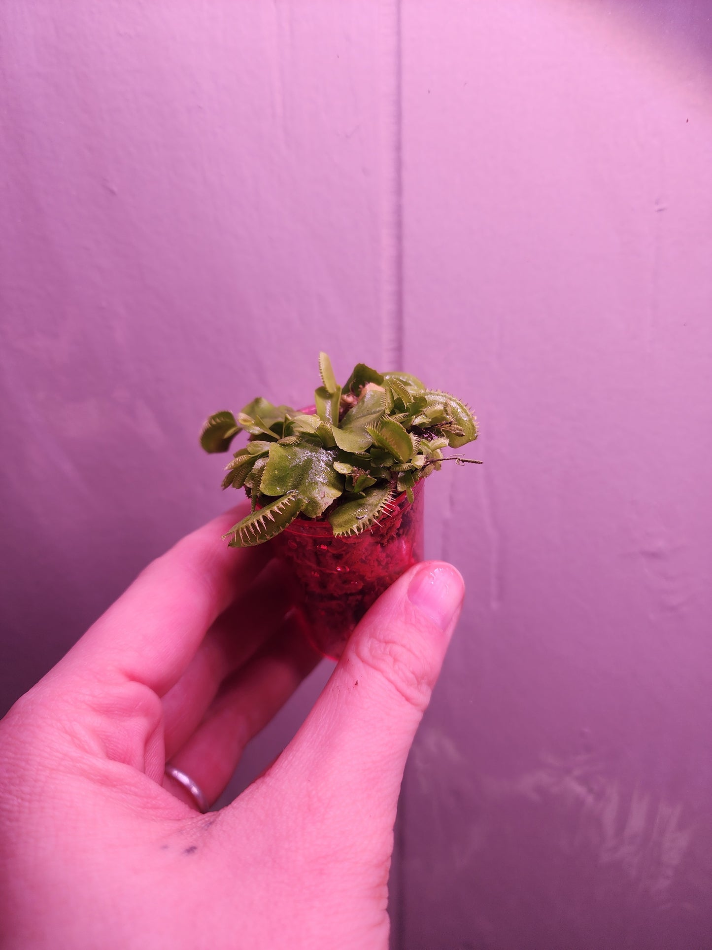 Green Venus flytraps (Dionaea muscipula) 1"