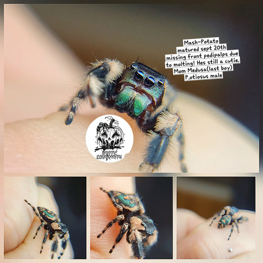 Mash-potato Fresh Male (see description)