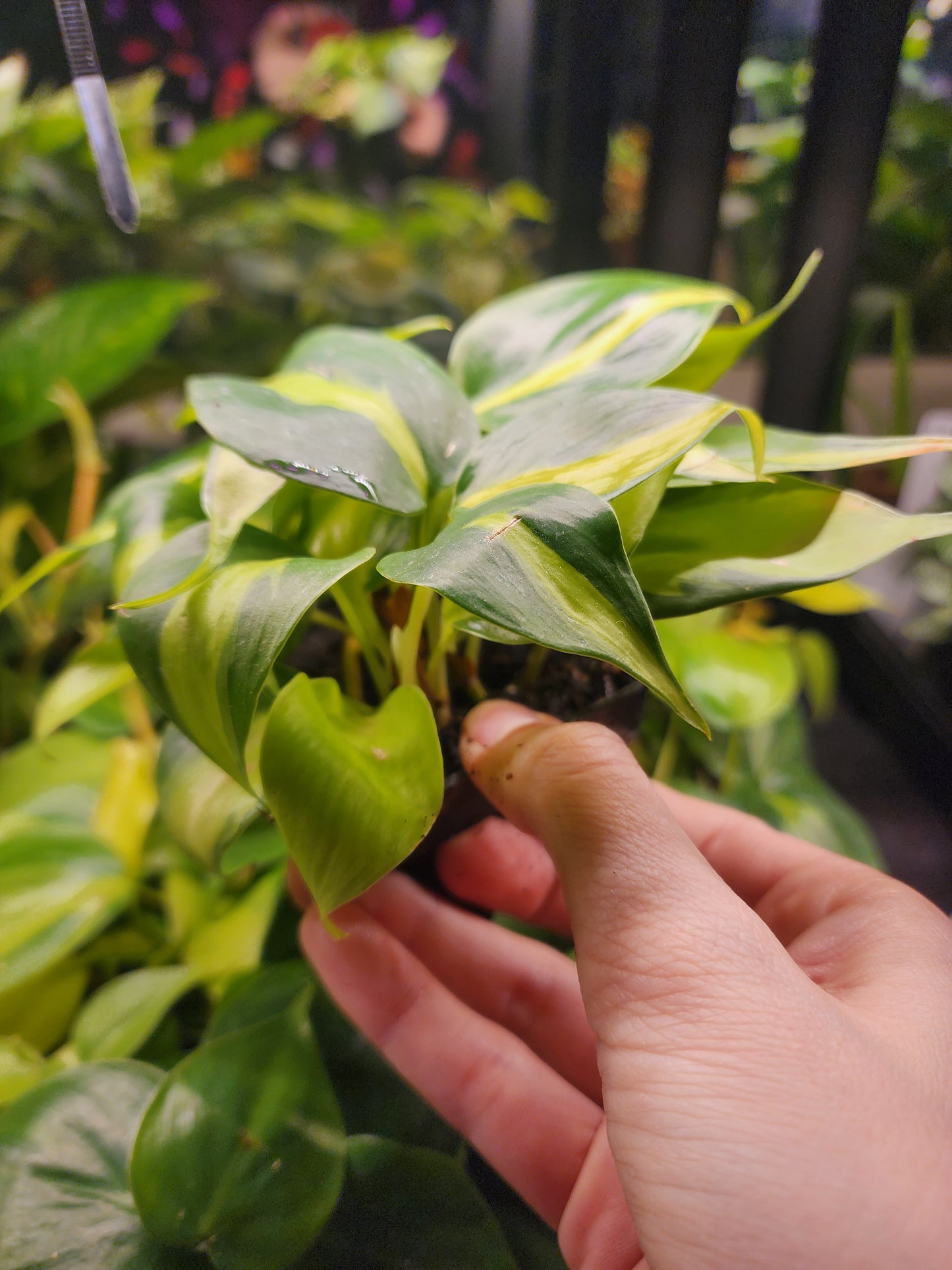 Philodendron hederaceum ( variegated or non avail@bl3