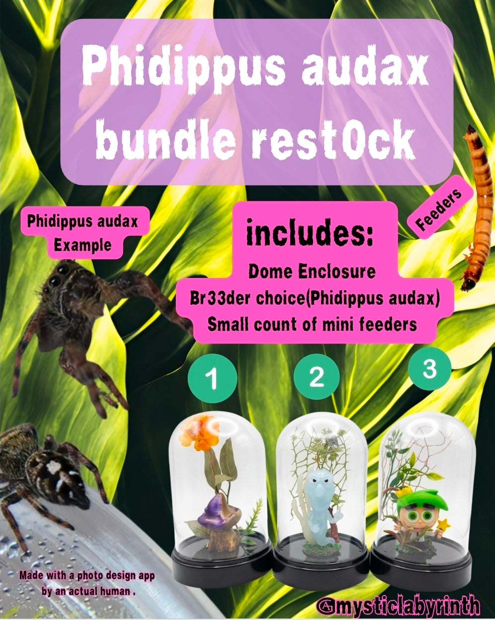 Phidippus audax bundle