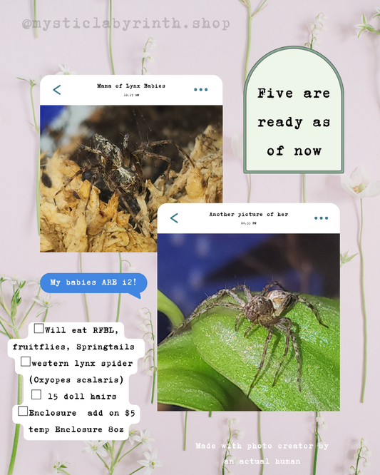 Lynx Spider i2-i3