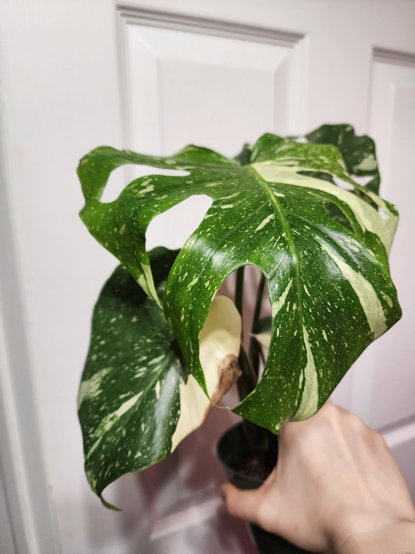 Thai Constellation 001 (exact plant)