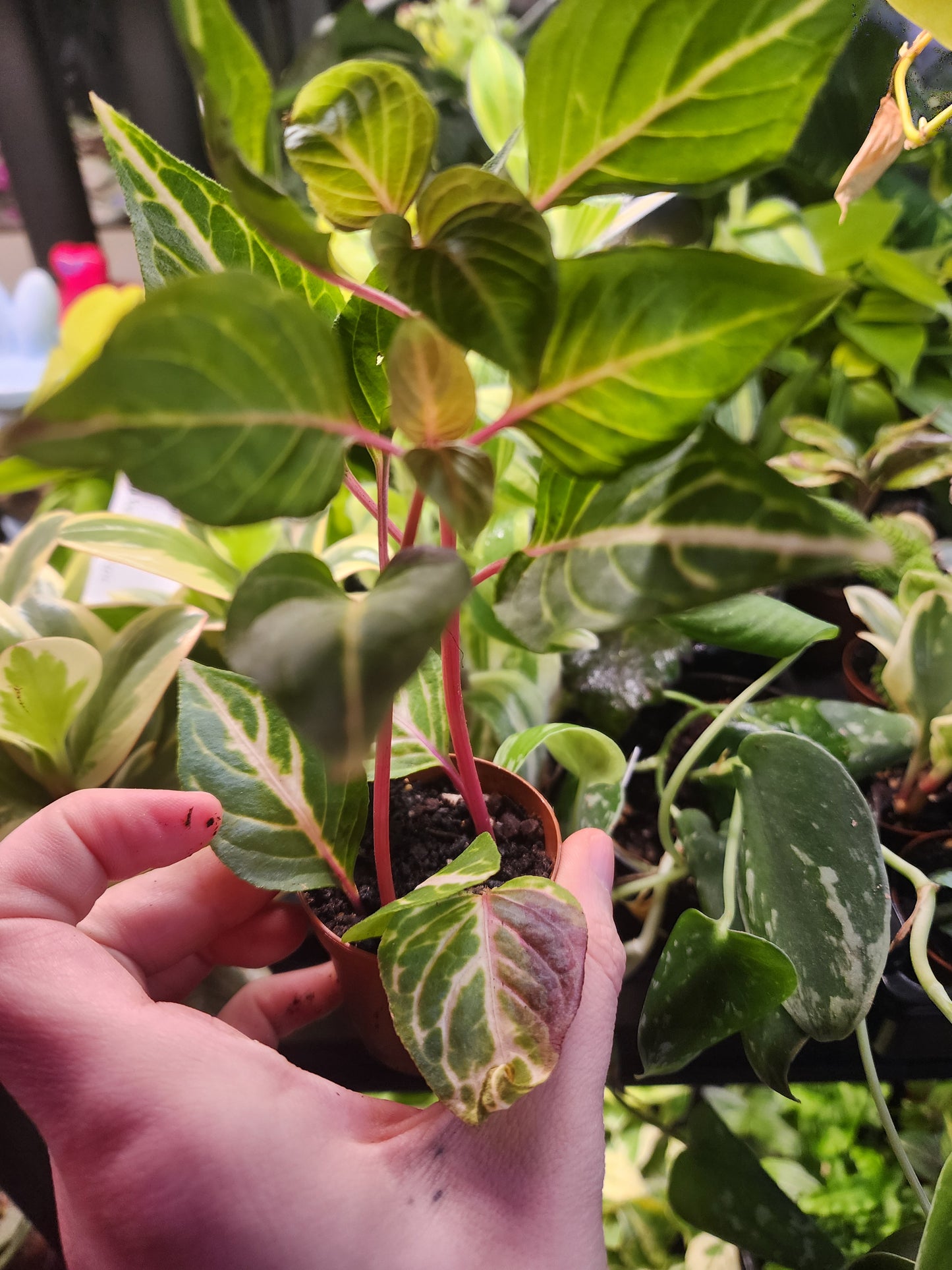 Party plant