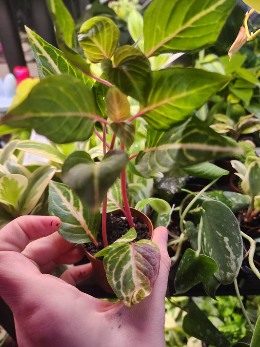 Party plant