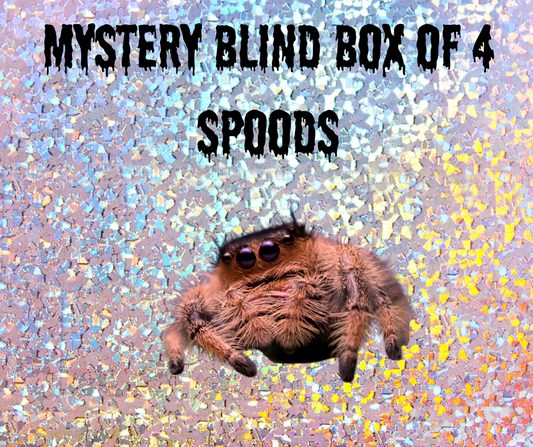 Mystery Spider blind box