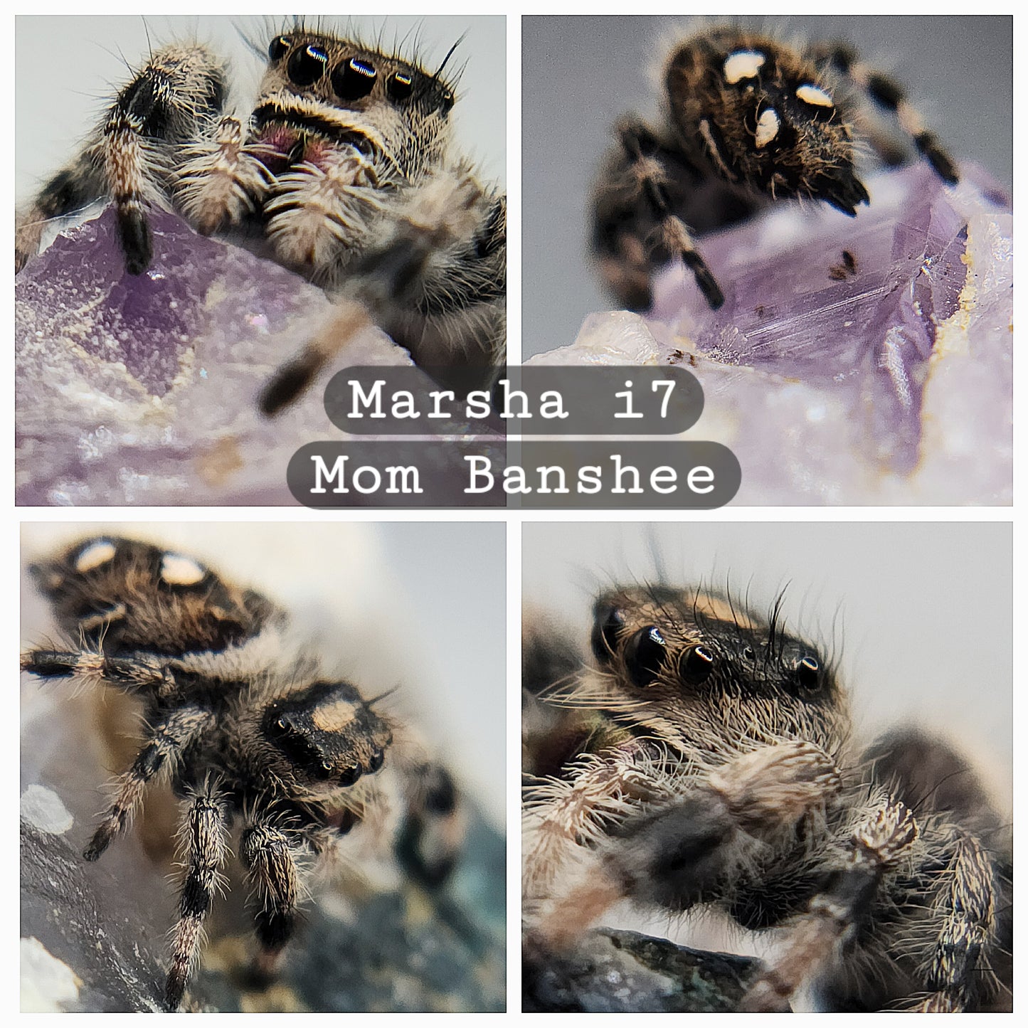 Marsha- P.regius "high white/black"