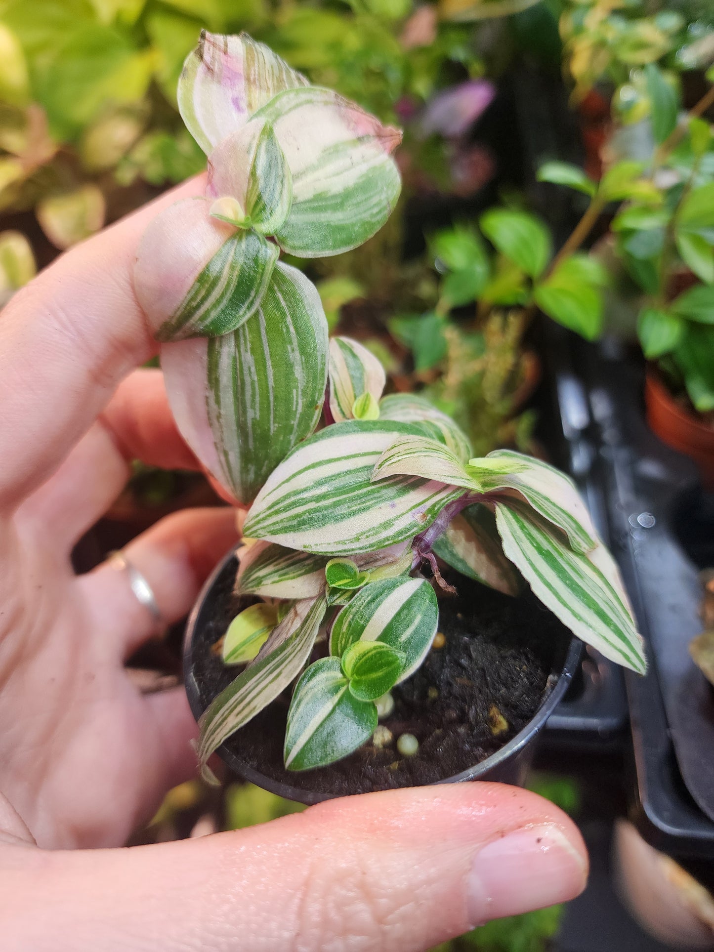 Tradescantia sp.