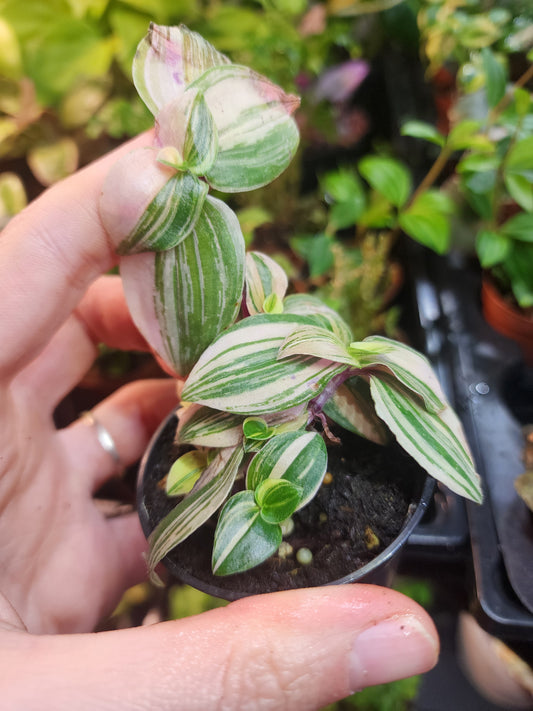 Tradescantia sp.
