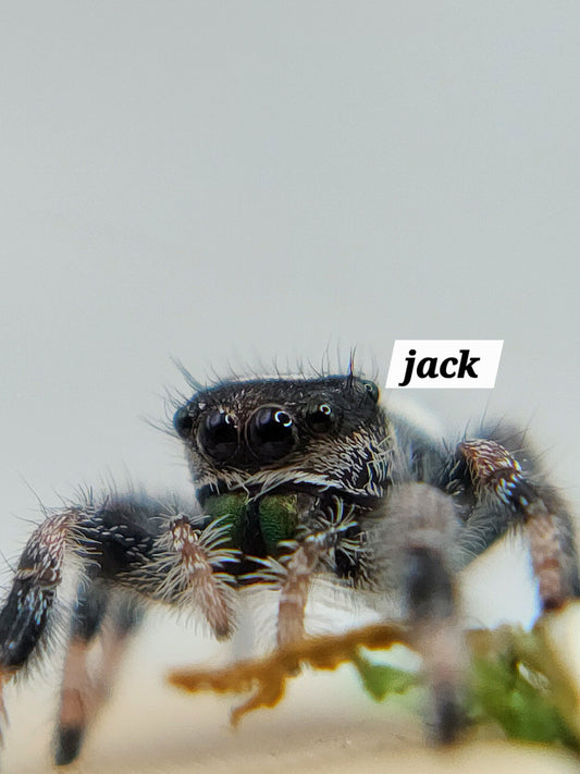Jack- P.regius