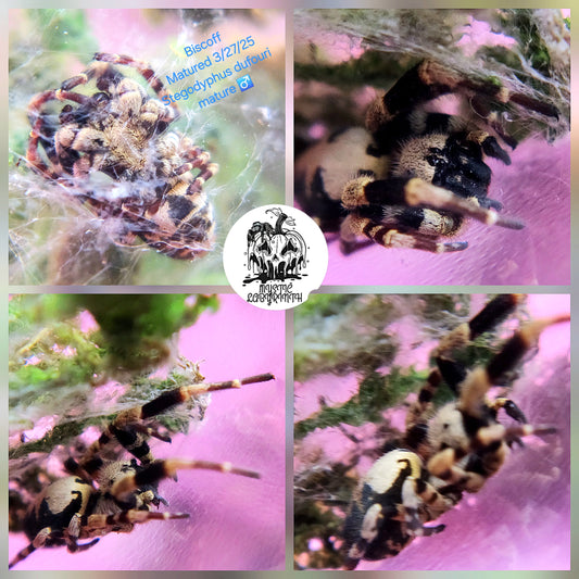 Biscoff- Stegodyphus dufouri mature male