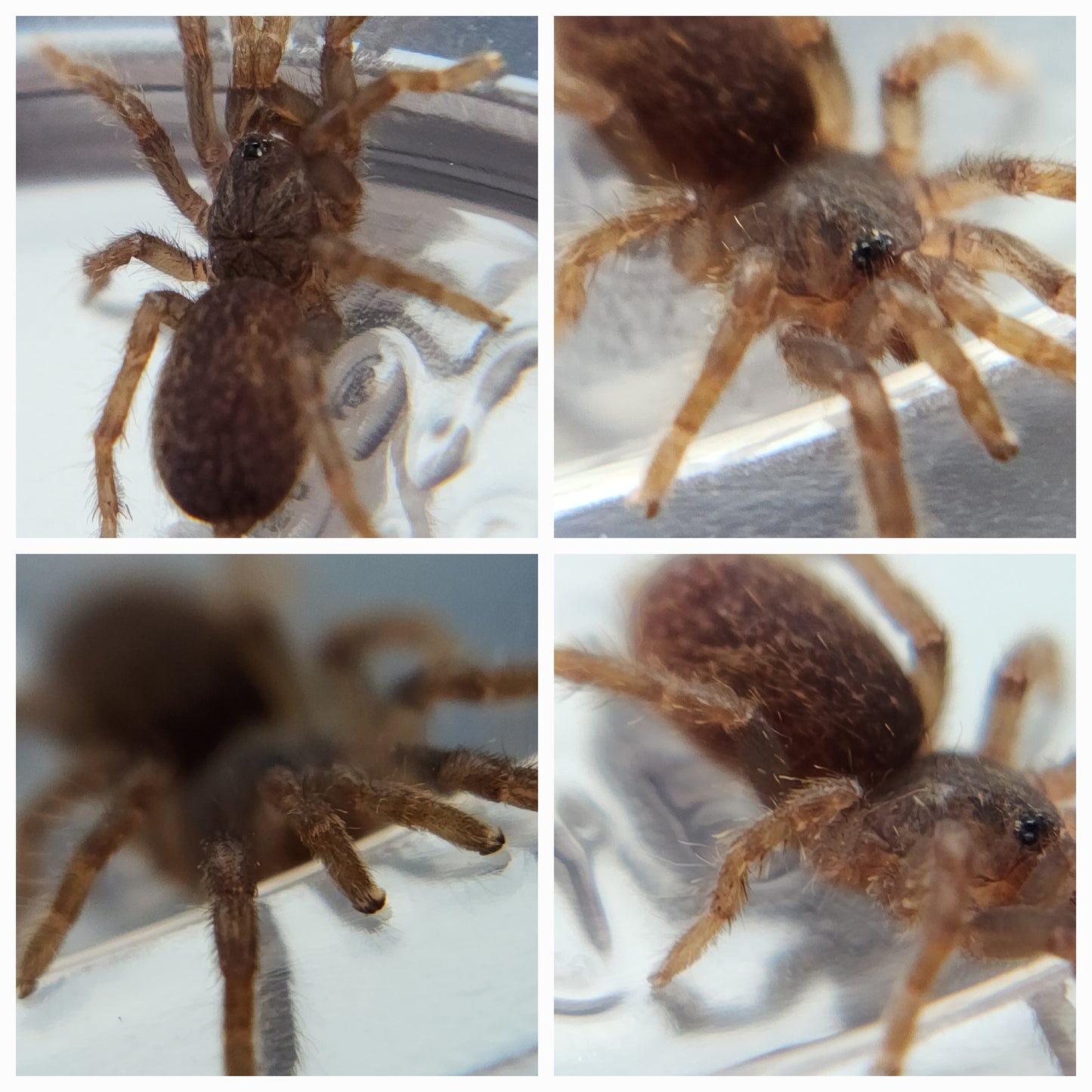 Brachionopus sp 'Limpopo' (Limpopo Dwarf) .5