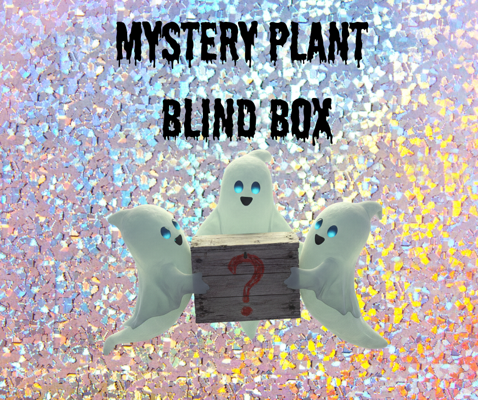 Mystery Plant Blindbox