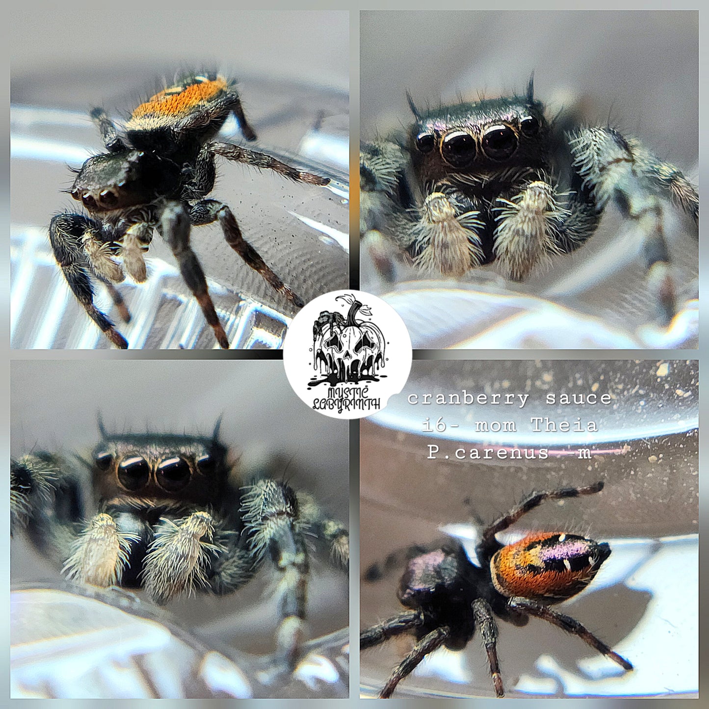 Cranberry sauce- P.carneus (yellow)