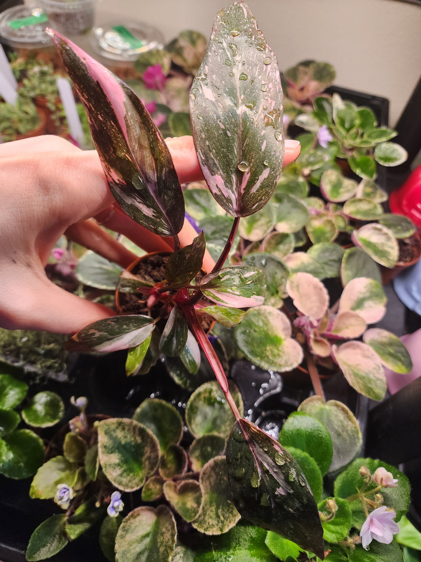 Philodendron minis