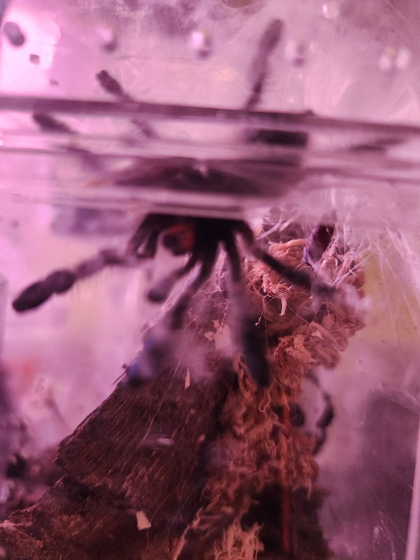 Avicularia juruensis(Peruvian pinktoe tarantula)