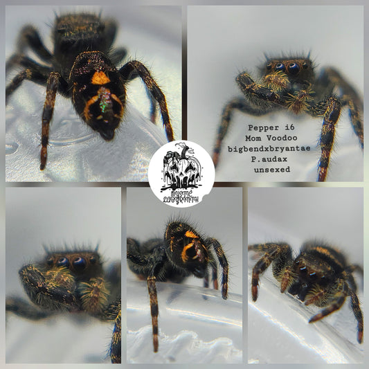 Pepper- P.audax (bigbendxbryantae)