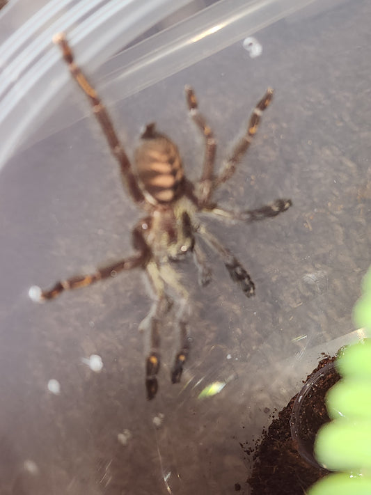 Psalmopoeus irminia (Venezuelan Suntiger) 3"