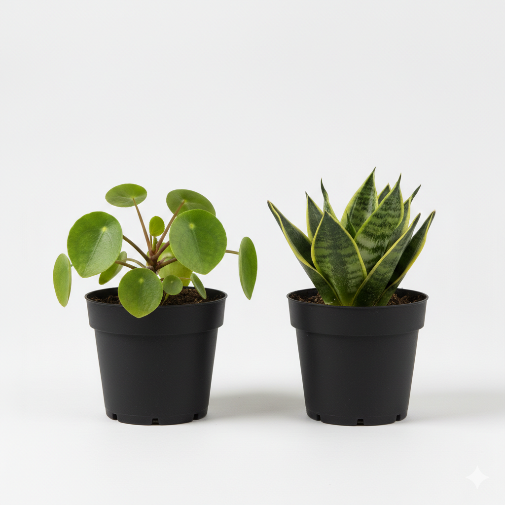 Mystery Plant Blindbox