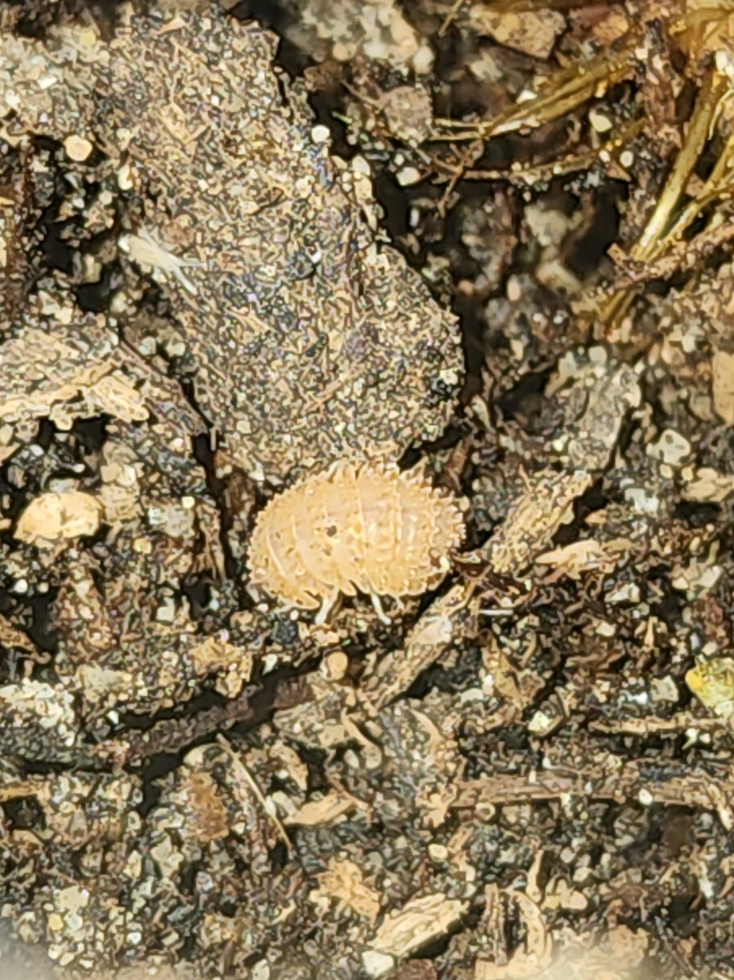Isopods (several species)