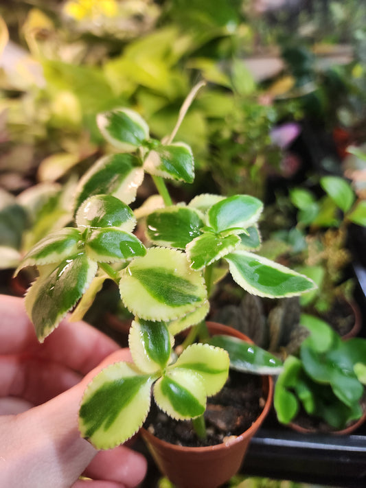 Crassula sarmentosa 'Comet'