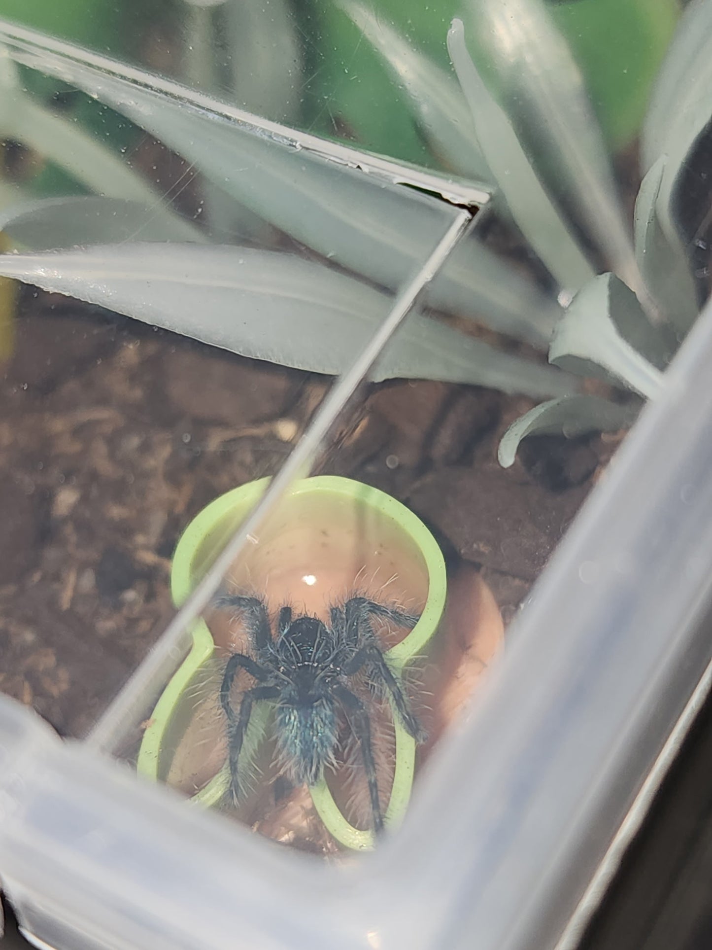 Tarantula Feeding Dishes
