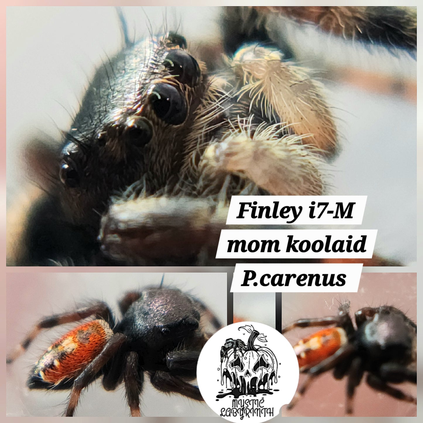 Finley i7