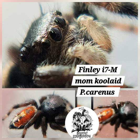 Finley i7
