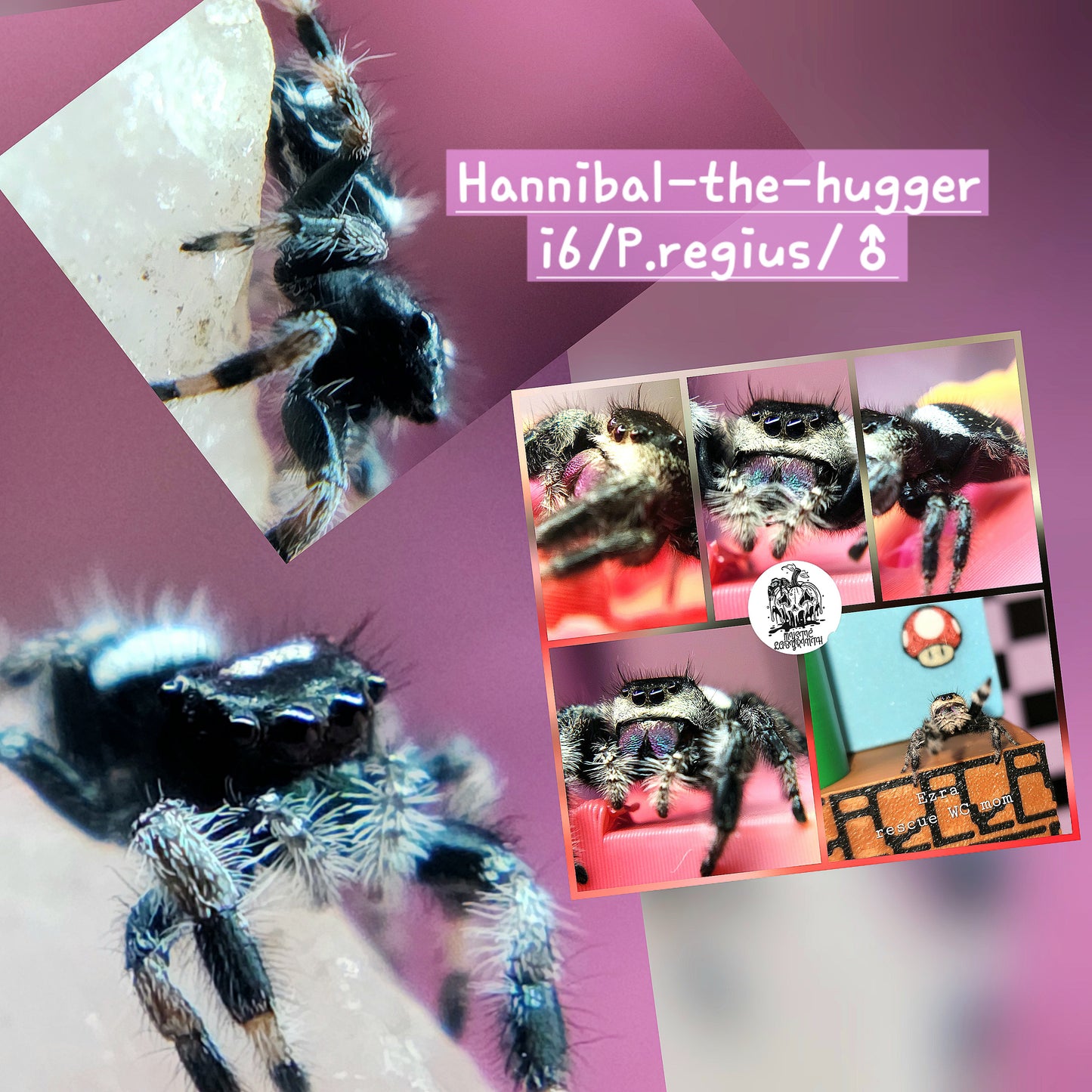 Hannibal-the-hugger