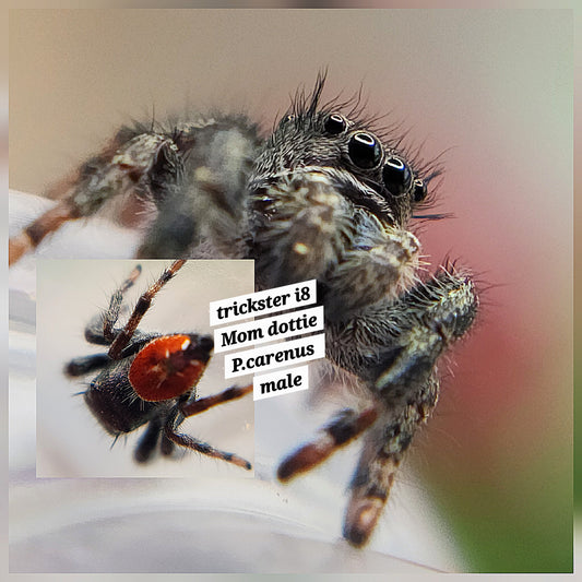 Trickster- P.carneus (red)