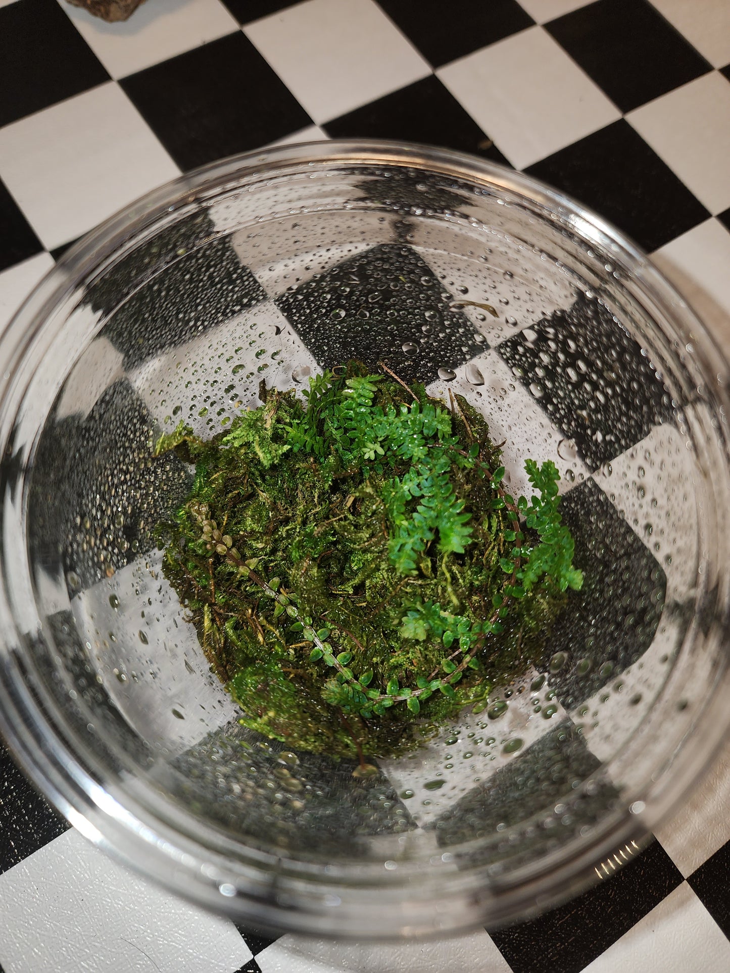 Selaginella uncinata Cutting