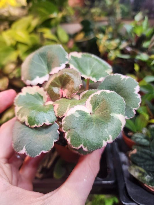 Saxifraga stolonifera 'Tricolor