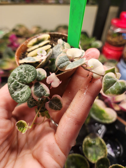 Variegated string of hearts