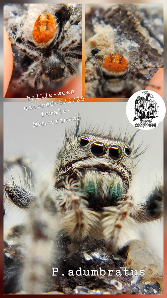 Hallie-ween : P.adumbratus