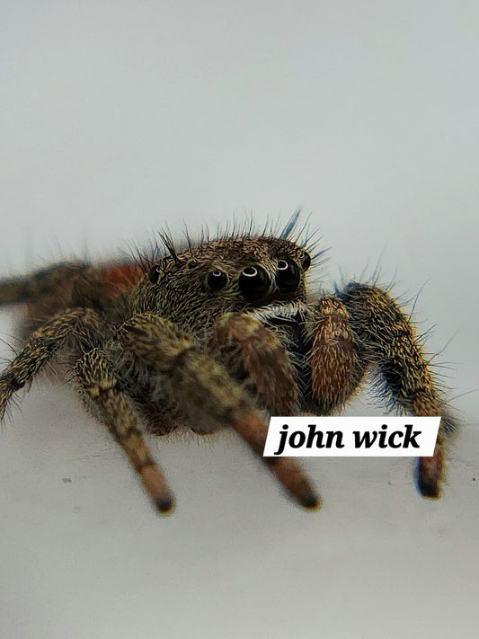 John Wick P.texanus