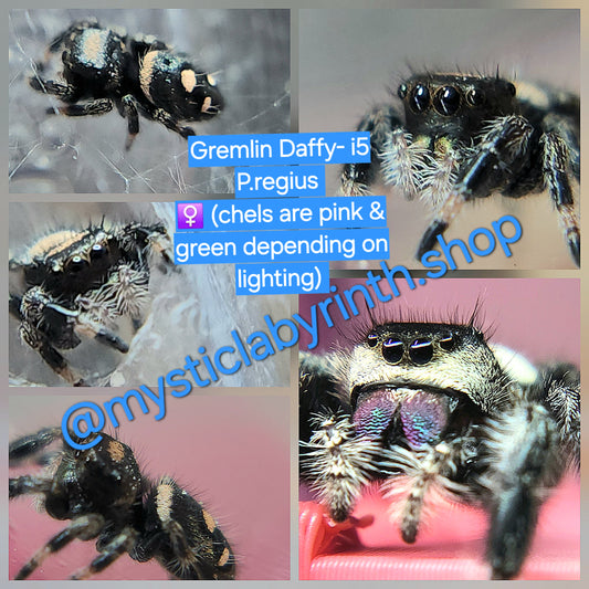 Gremlin daffy
