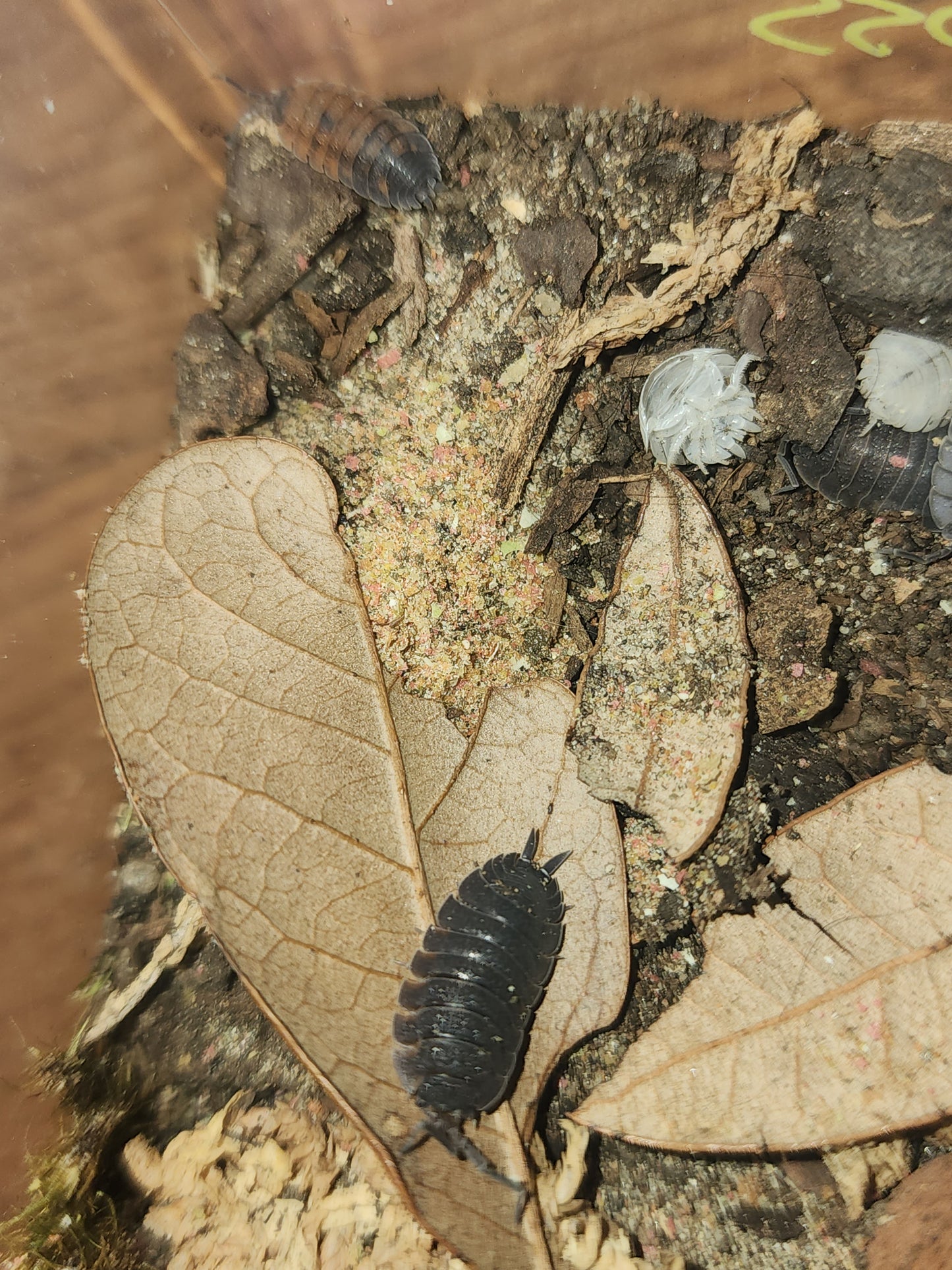 Isopods (several species)