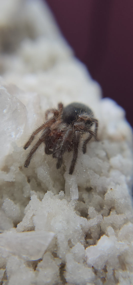 Grammostola quirogai (Uruguayan Black Beauty 1-2"