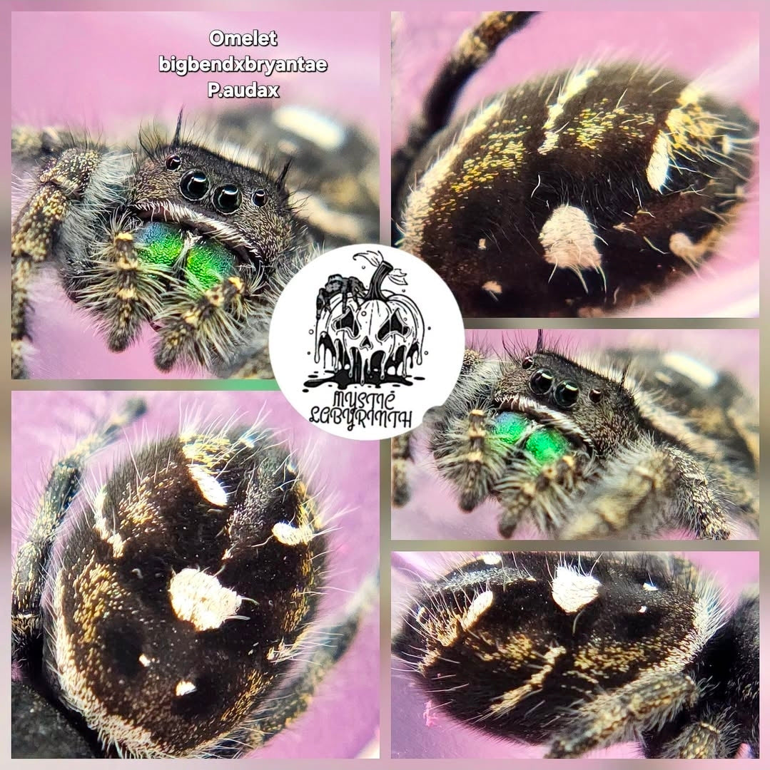 Phidippus audax bundle