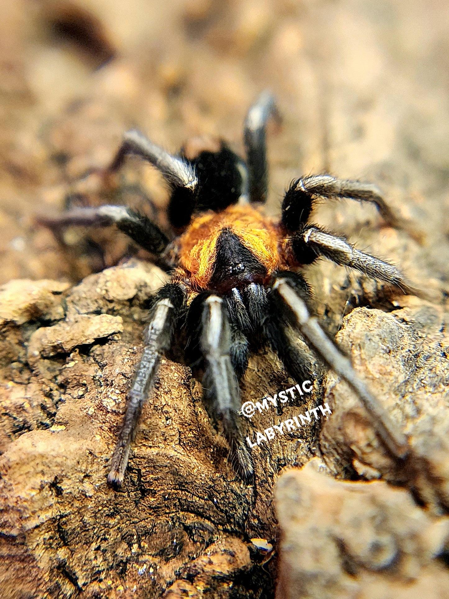 Cyriocosmus elegans (Trinidad Dwarf Tiger)