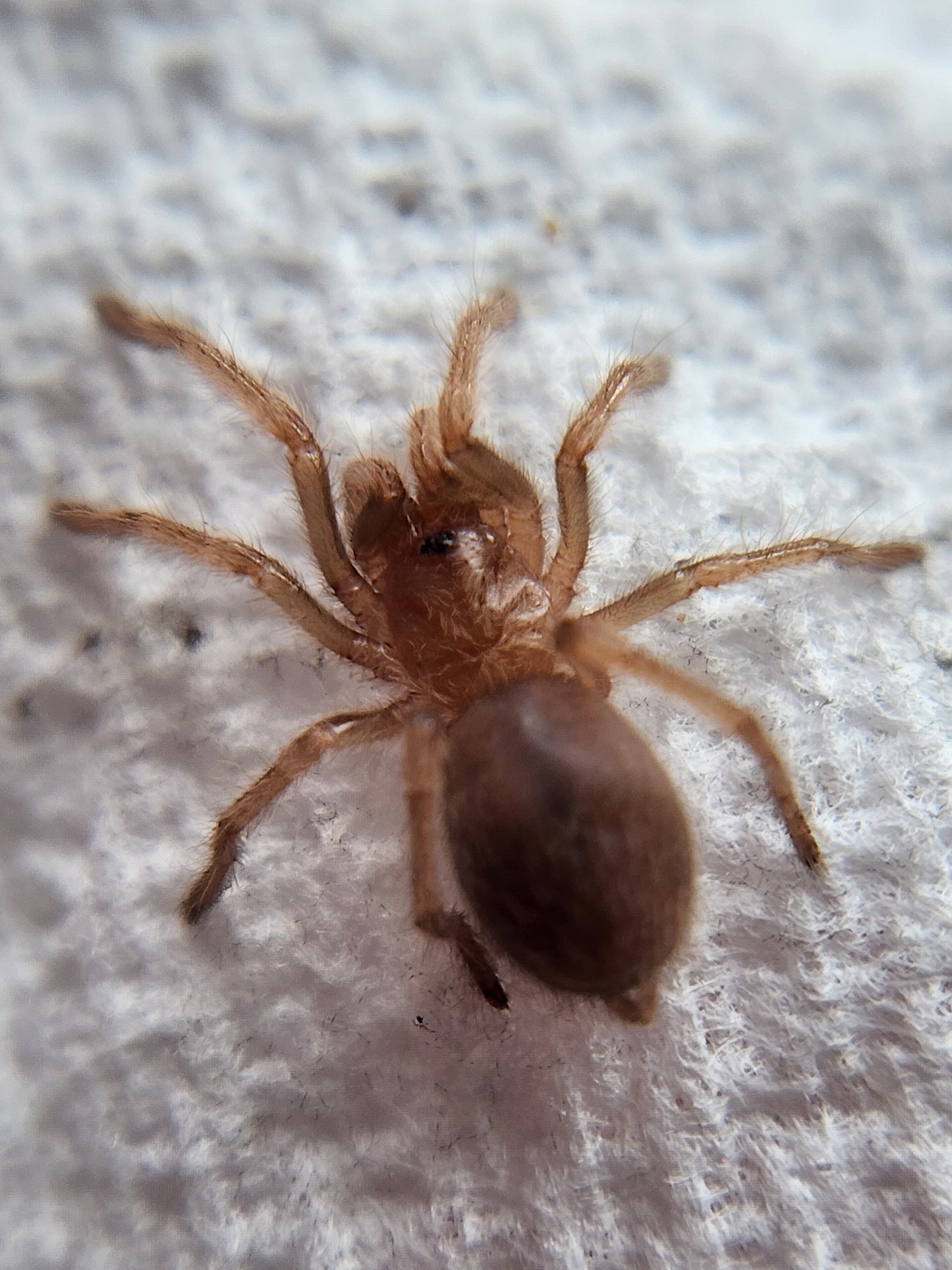 Brachypelma hamorii (Mexican Red Knee) 0.5"
