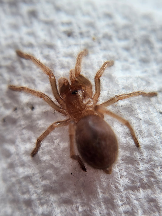 Brachypelma hamorii (Mexican Red Knee) 0.5"