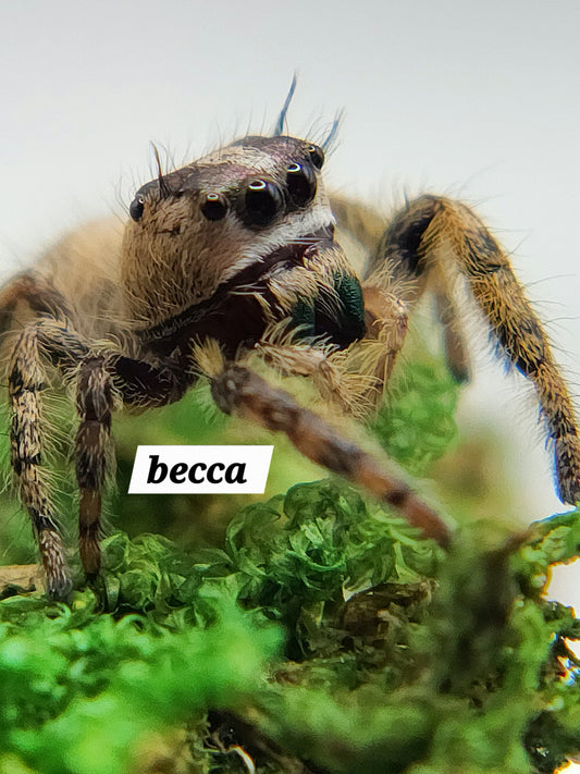 Becca- P.otiosus