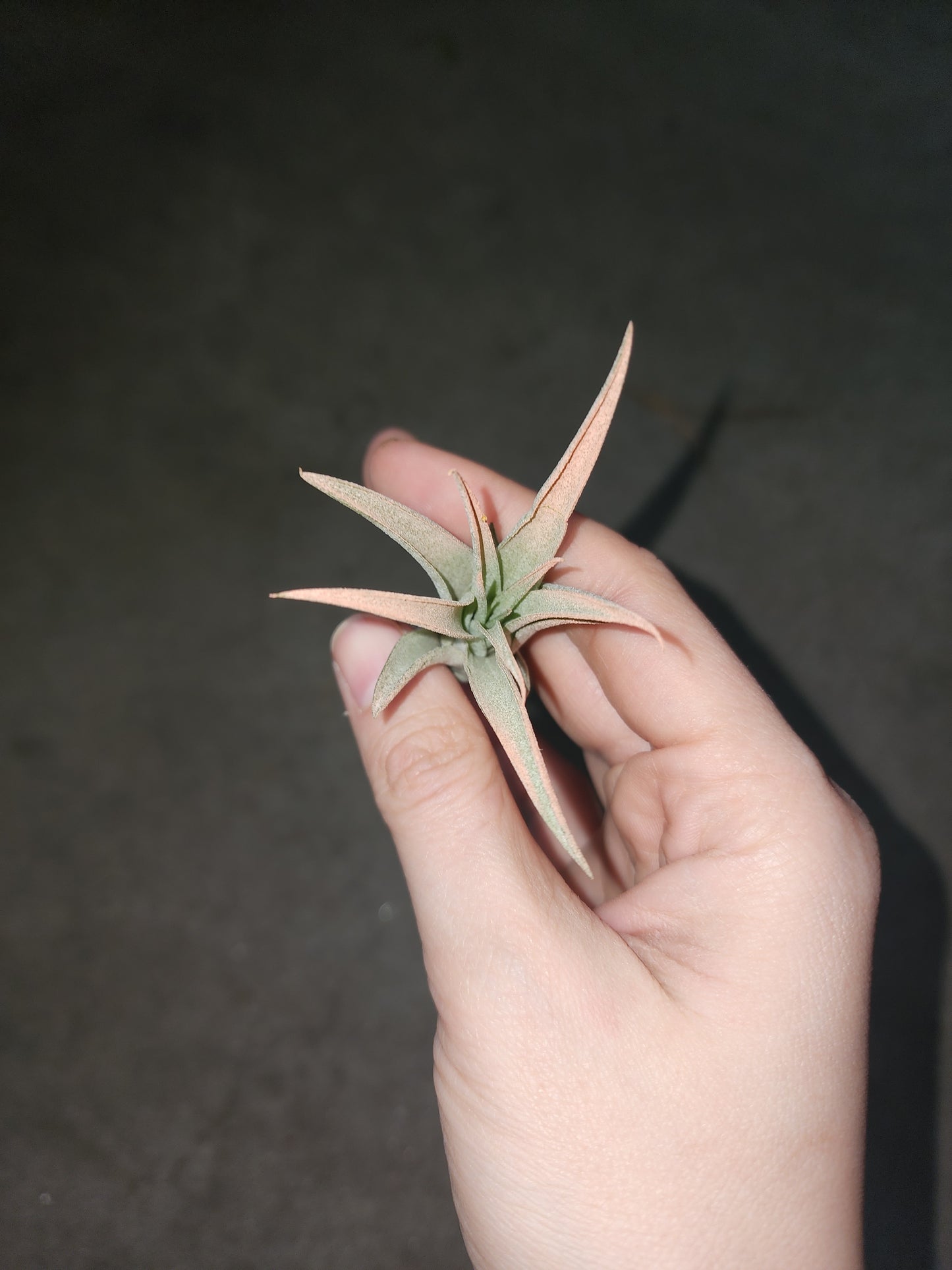 Air Plant (Pick out of 4)