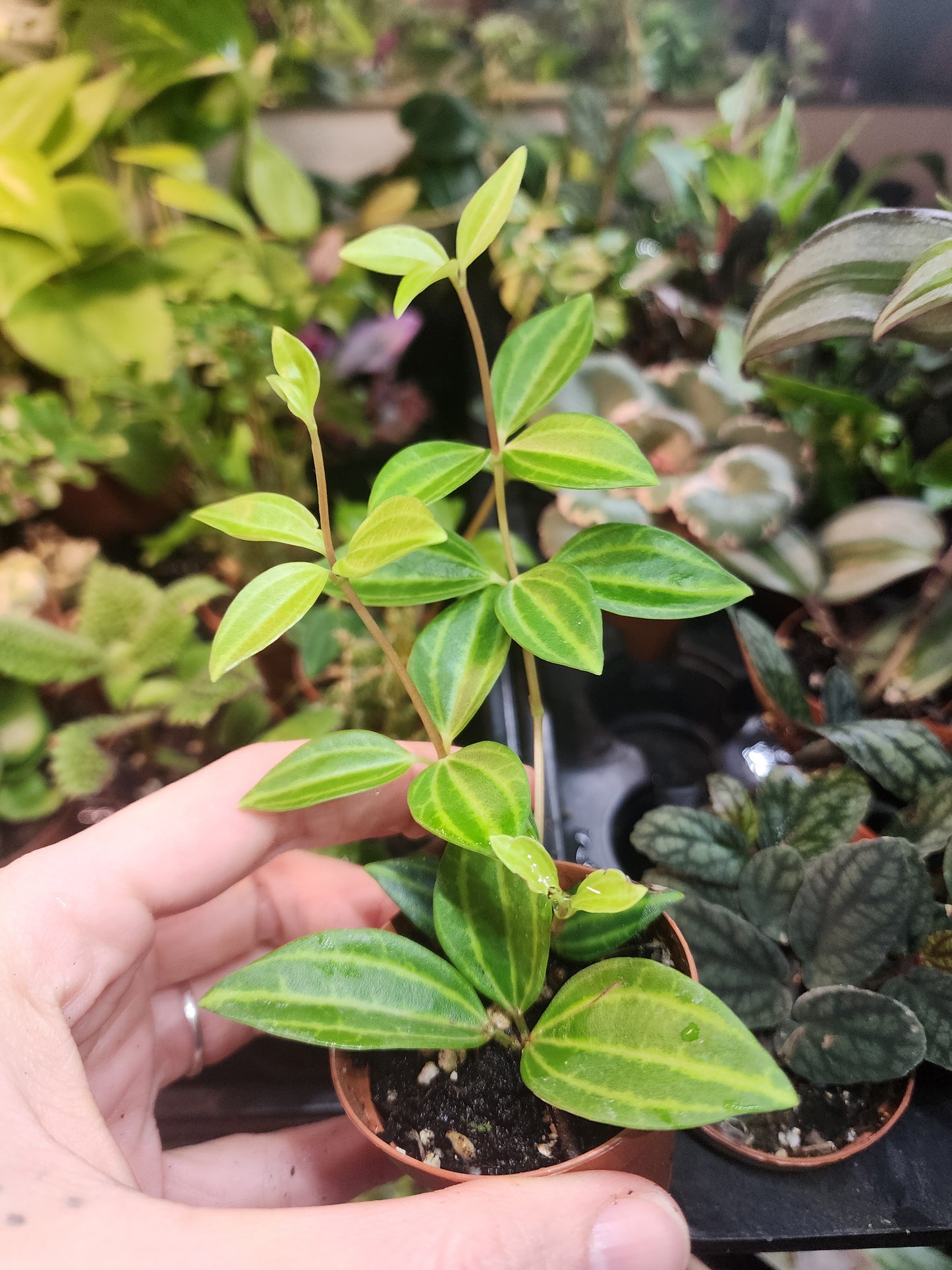 Peperomia angulat-Beetle Peperomia